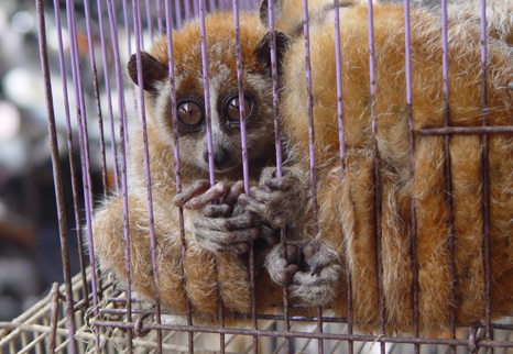 A caged loris ponders its fate