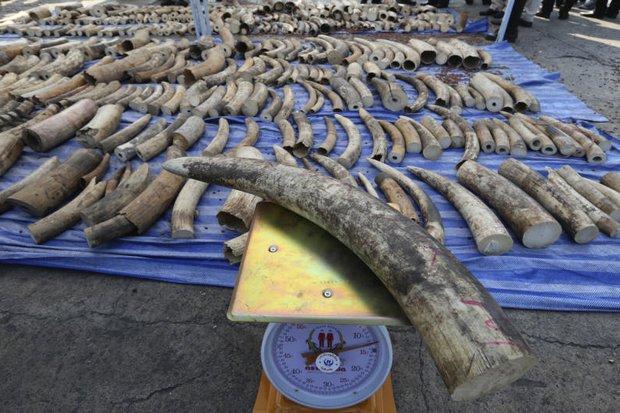 Intercepted ivory headed for Laos