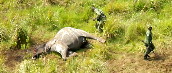Epic slaughter of wildlife and brave park guards