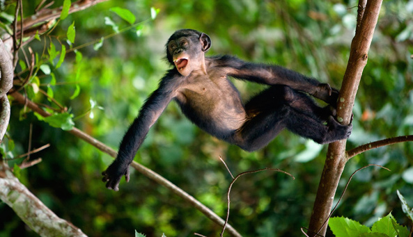 Victim of illegal logging