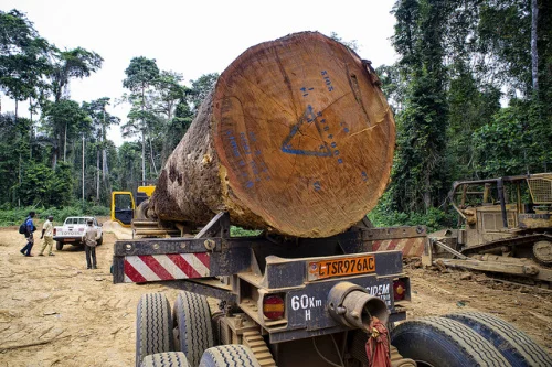 Ancient African tree headed for China