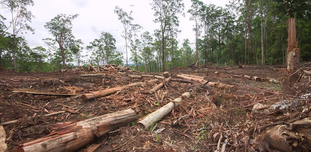 Forests and woodlands are still falling fast in Queensland.