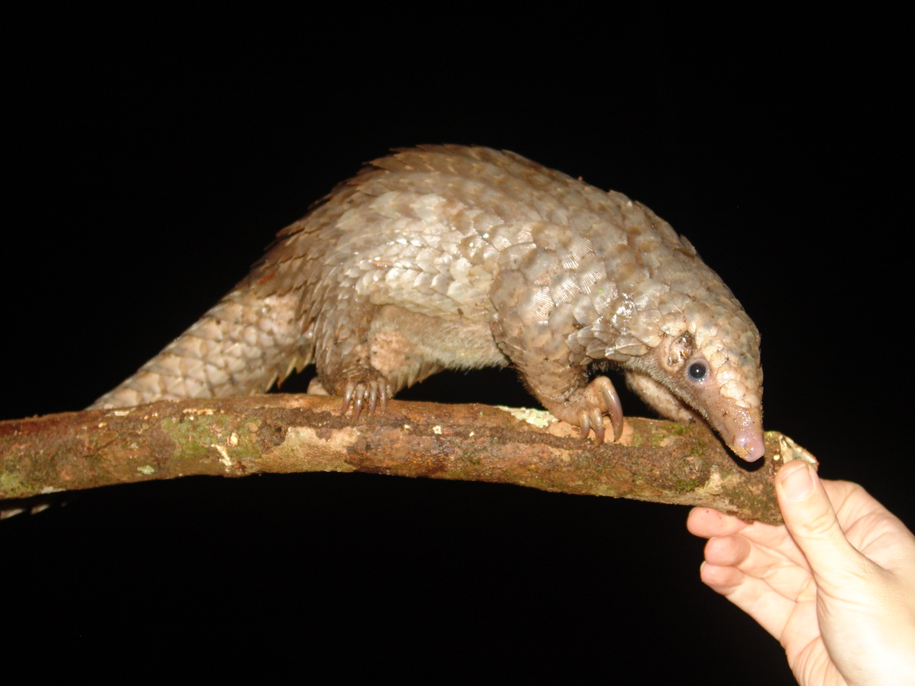 An African tree-pangolin (photo by William Laurance)