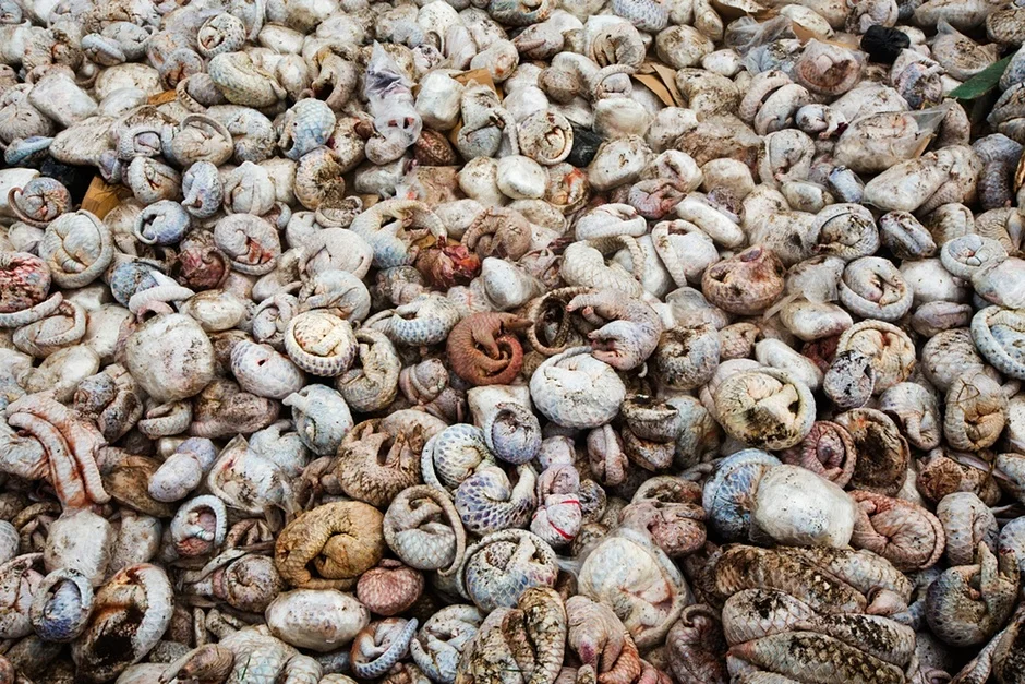 Thousands of dead pangolins seized in an illegal shipment in Indonesia