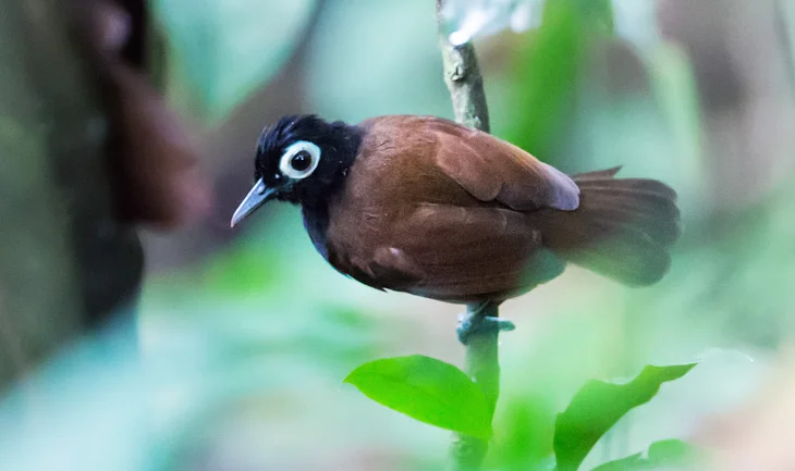 Bare-eyed antbird, an understory specialist in New World rainforests
