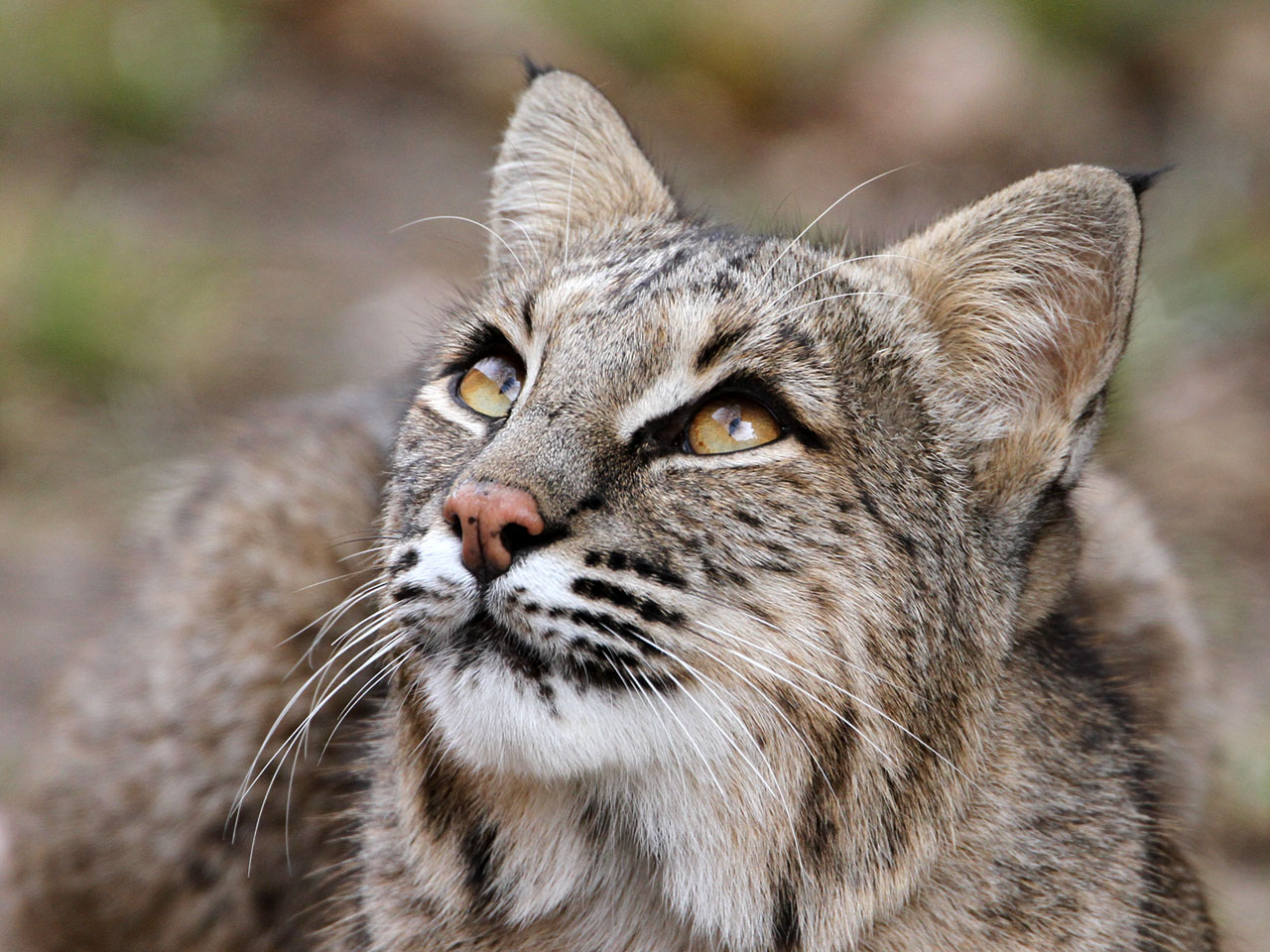 Bobcats like having trees overhead