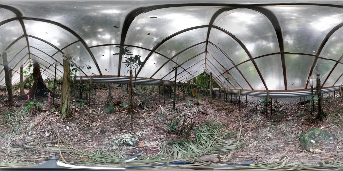 Daintree Drought Experiment suggests rainforests could suffer greatly (Yoav Daniel Bar-Ness)