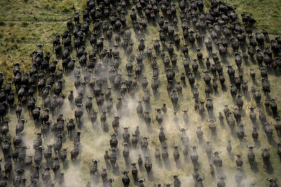 Move or die: Cape Buffalo in Africa