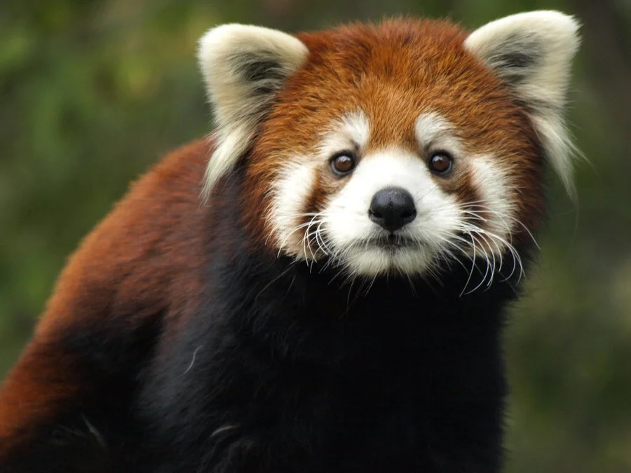 Red pandas are small and wary enough to survive in community-managed lands