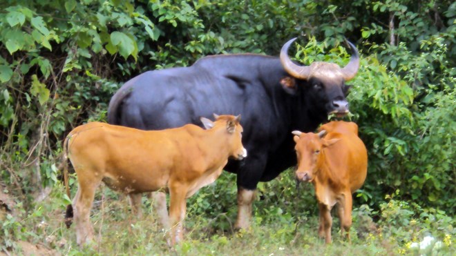 Big animals like Gaur get hunted out of community-managed lands