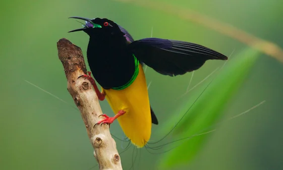 Popular species: spectacular Twelve-Wired Bird of Paradise from Indonesia