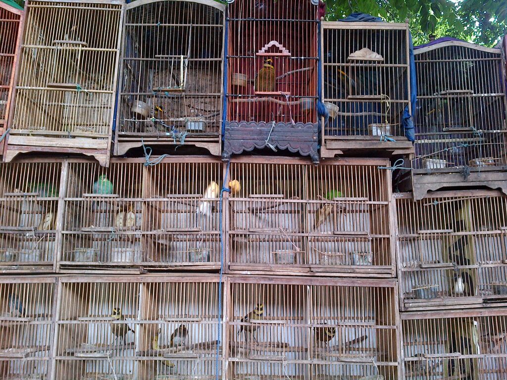 Birds for sale in a Jakarta market (Kanitha Krishnasamy/TRAFFIC)