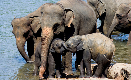 Shrinking refuges for Asian Elephants.