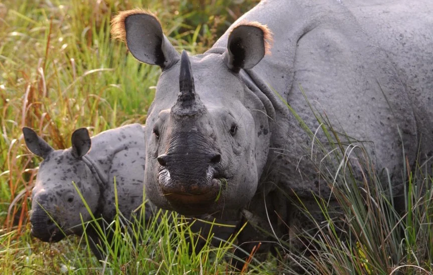 India's One-horned Rhinoceros is just clinging to survival.