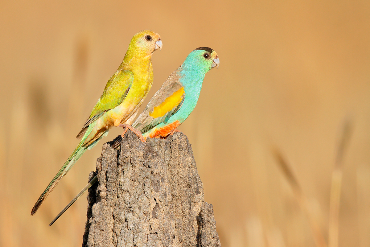 The critically endangered Golden-shouldered Parrot is another big worry (image from Karl Seddon, http://webgram.co/karlseddon).