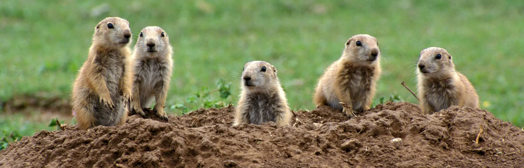 Prairie dogs: Persecuted to the edge of extinction