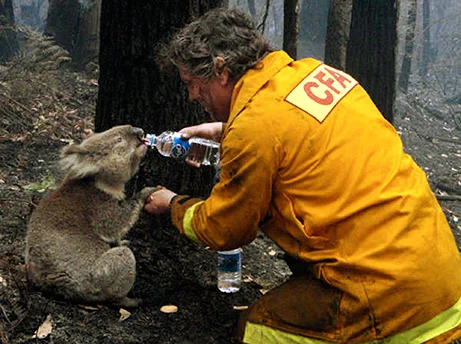 Koalas struggle to survive as Australian forests are razed and felled