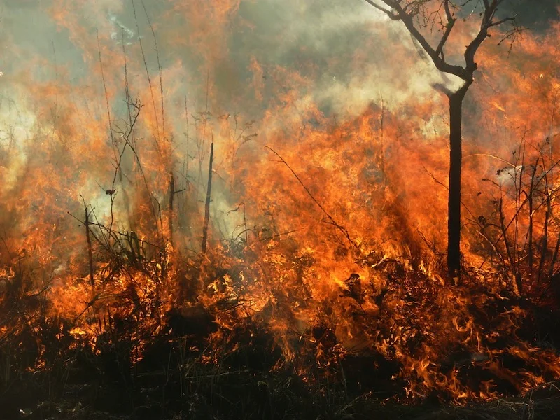 Forests engulfed in flames
