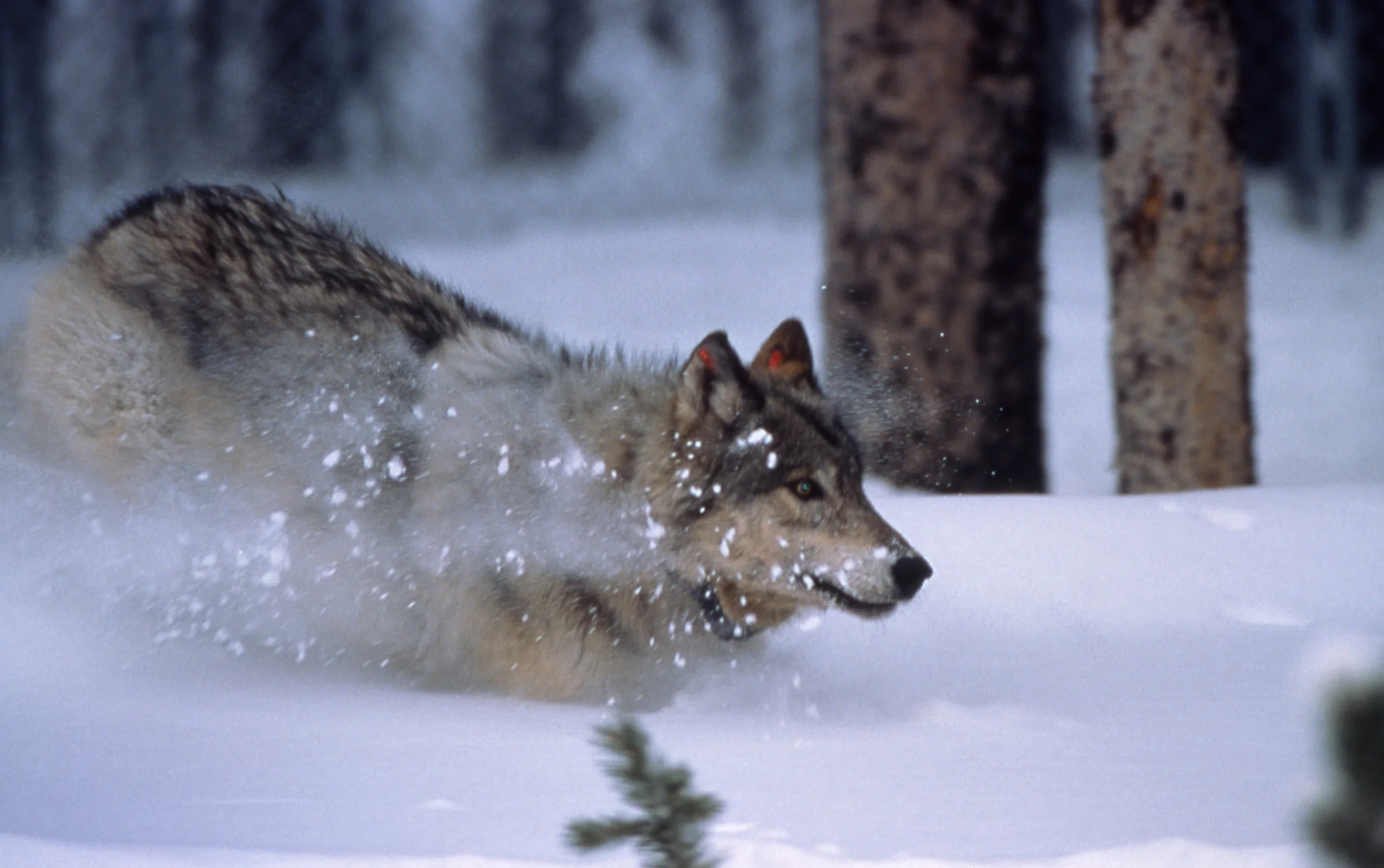 Wolves -- widely persecuted but trying to make a comeback in parts of North America and Europe.