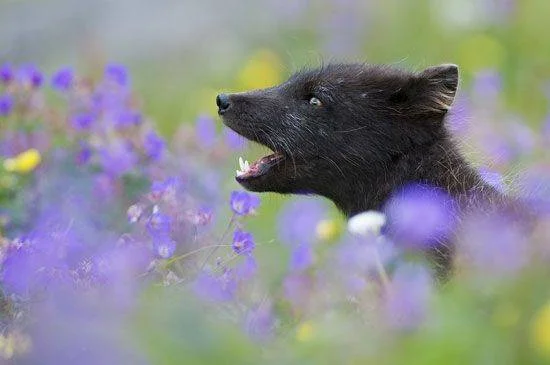 Arctic fox in the summer.