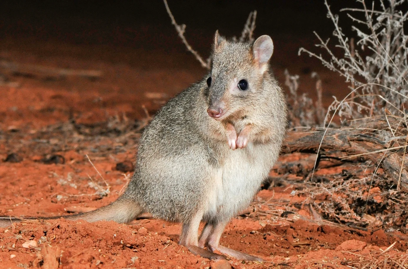 Brush-tailed bettong -- a critter we don't want to lose.