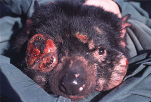 Tasmanian Devil with facial tumors -- not a pleasant way to go.