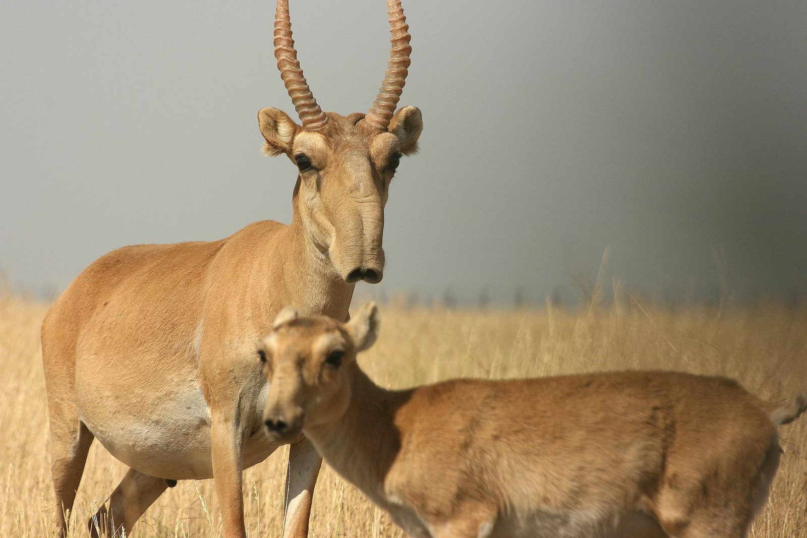 Saiga Antelope -- another victim of catastrophic disease?