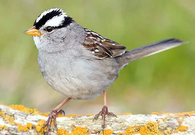 White-crowned sparrow: stressed-out by noise