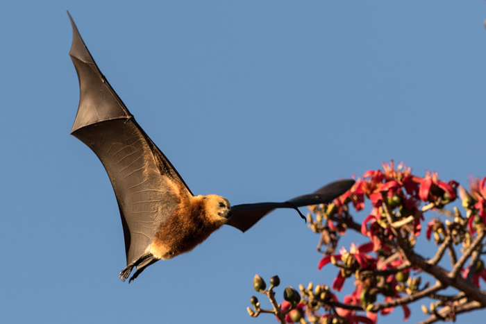 Critical pollinator and seed disperser for lots of endangered plant species