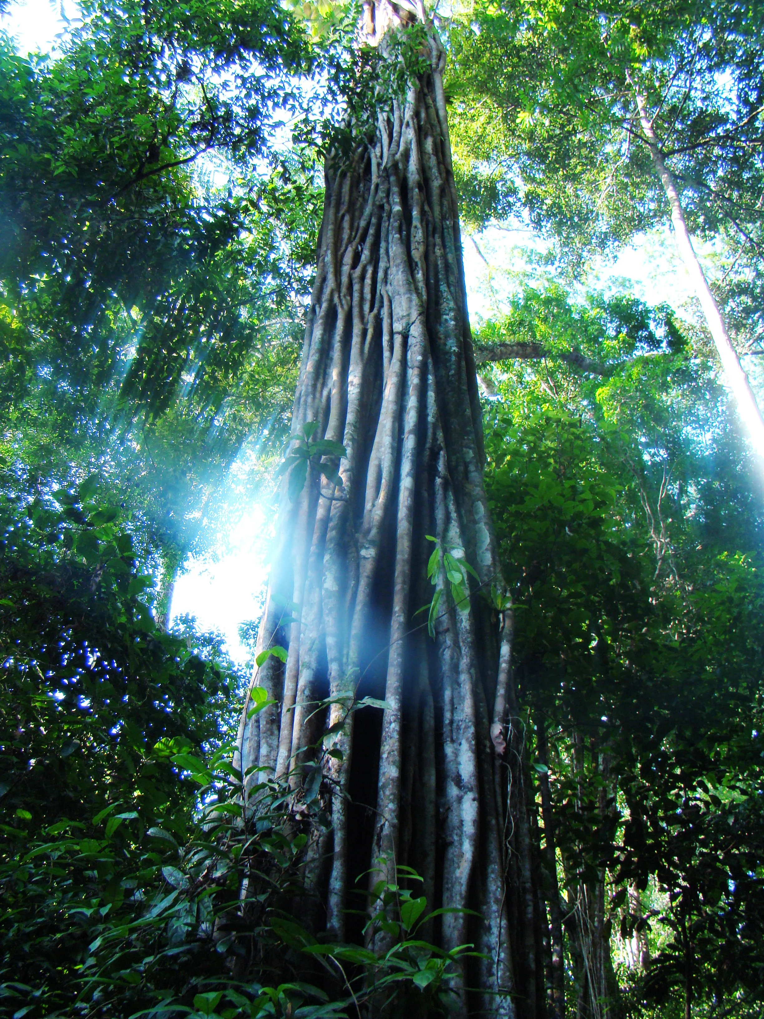 A stately acaricuara tree from central Amazonia (photo by William Laurance).