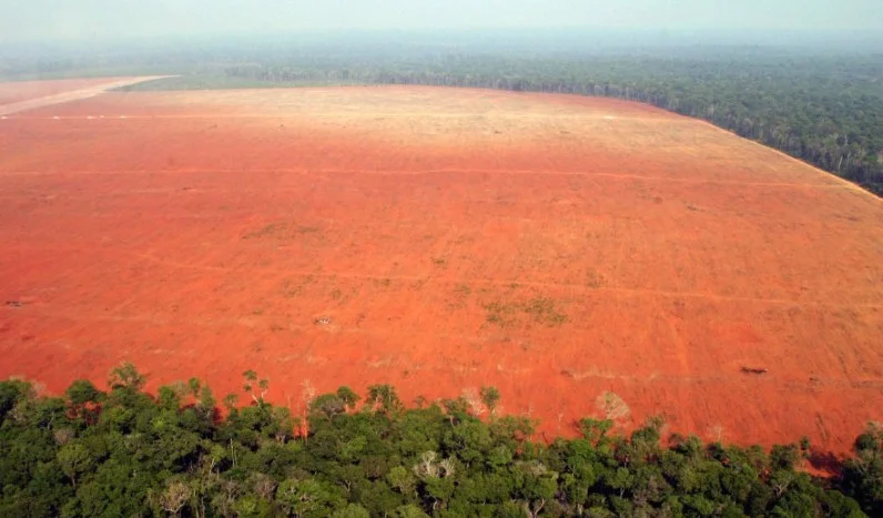Amazon deforestation for soy farming (photo from Greenpeace)