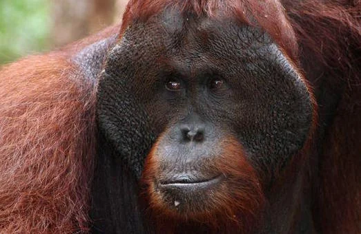Imperiled denizen of the Indonesian rainforest (photo (c) Rhett Butler/Mongabay)