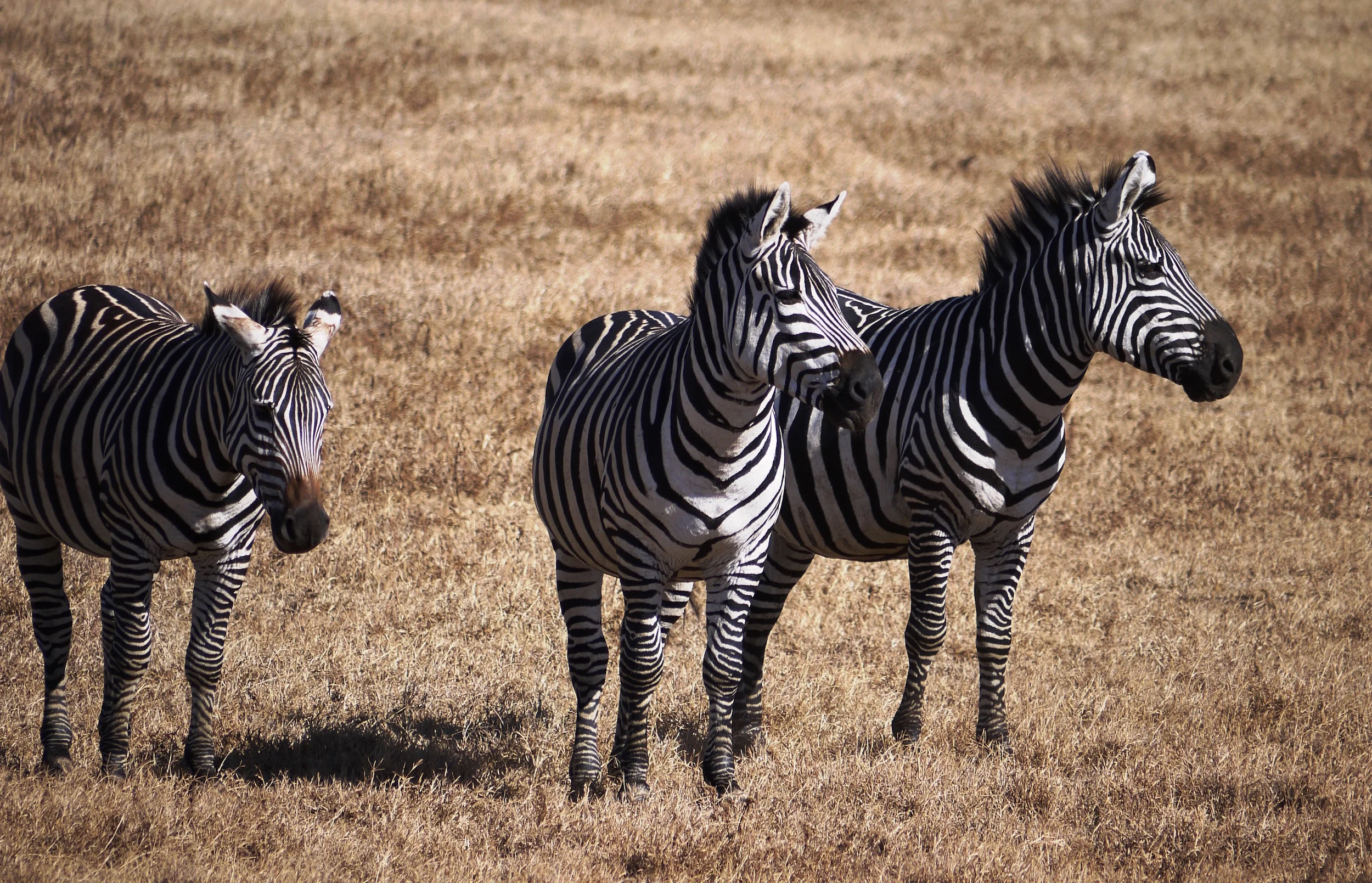 Zebras in the Serengeti -- where a major road project has been proposed (photo by William Laurance)