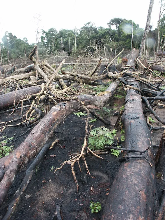 Forest destruction in the Congo Basin (photo by William Laurance)
