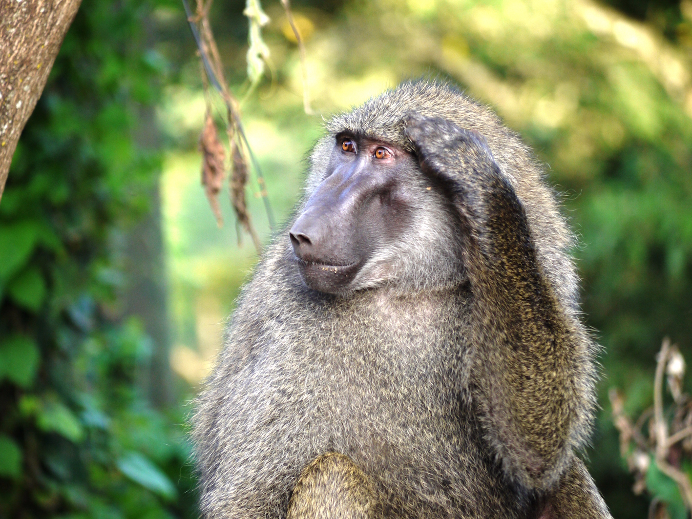 For lots of good reasons, conserving tropical forests is a no-brainer (photo by William Laurance)