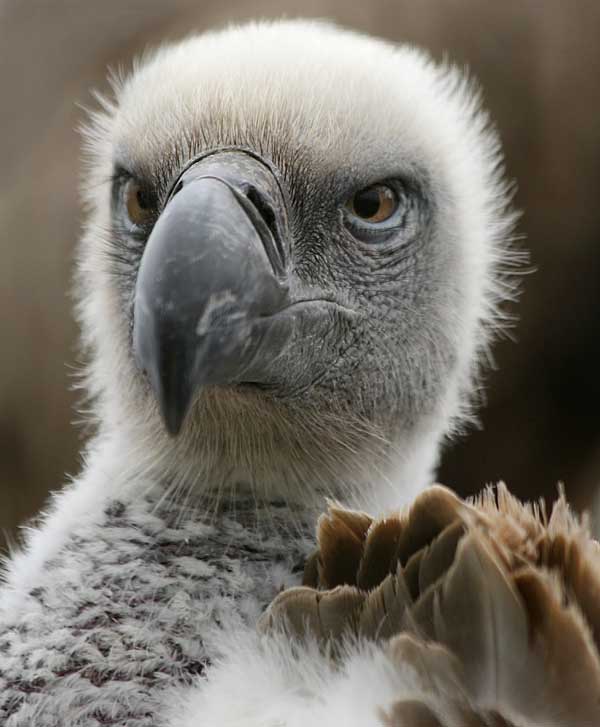 Many vulture species raise just a single chick at a time, making them highly vulnerable to population crashes