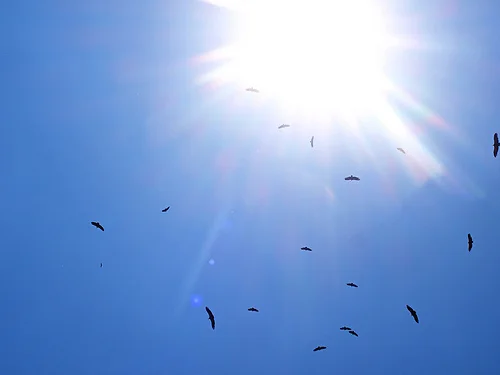Circling vultures... help to reveal poachers.