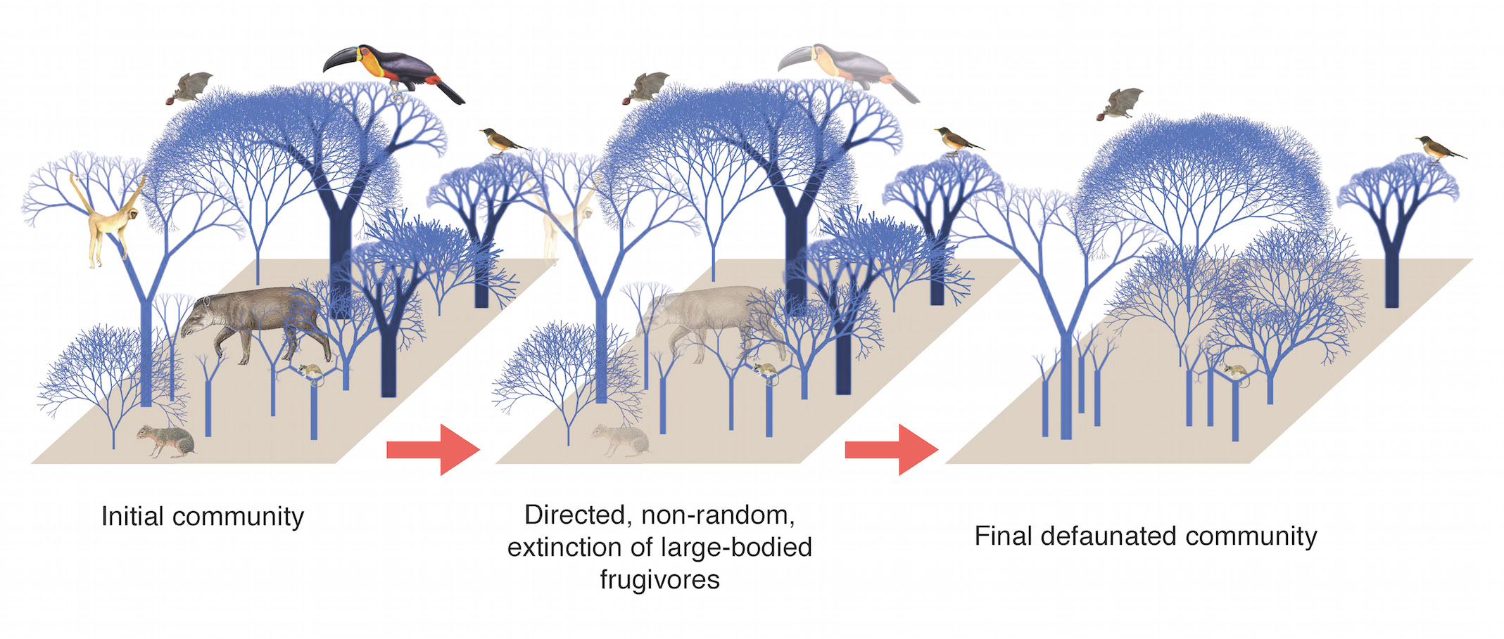 Fewer large animals means fewer big trees -- and less carbon storage in rainforests (from C. Bello et al. 2015. Science Advances ).