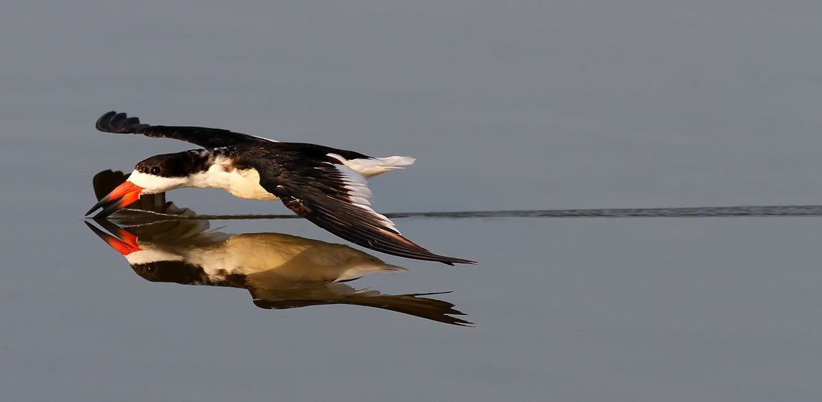A foraging Black Skimmer