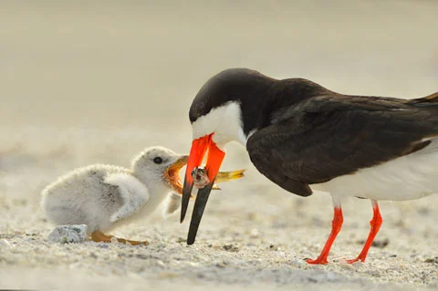 A Black Skimmer feeds its chick