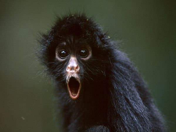 Dangers ahead for biodiversity
