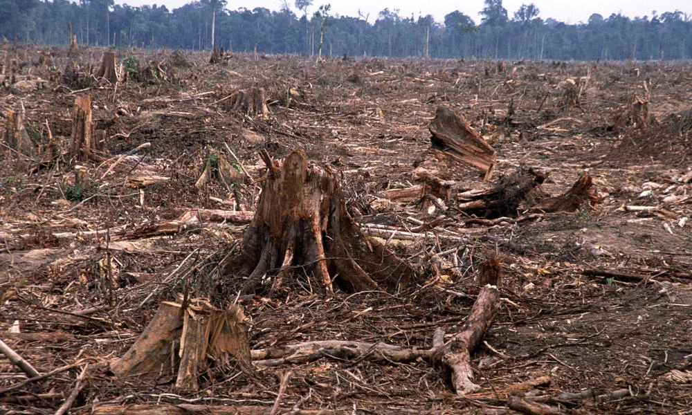 Forest devastation in Sumatra