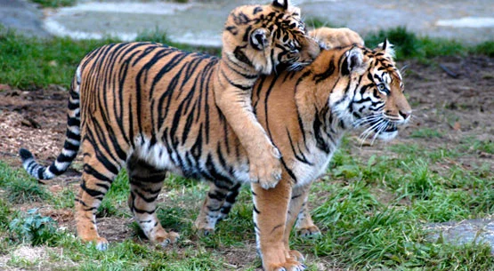One of the very last refuges for the Sumatran tiger