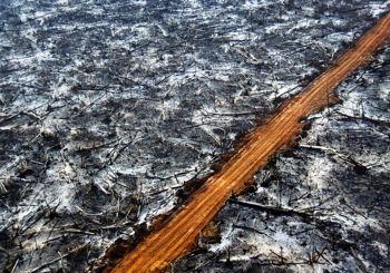 Road cutting through the heart of the Amazon