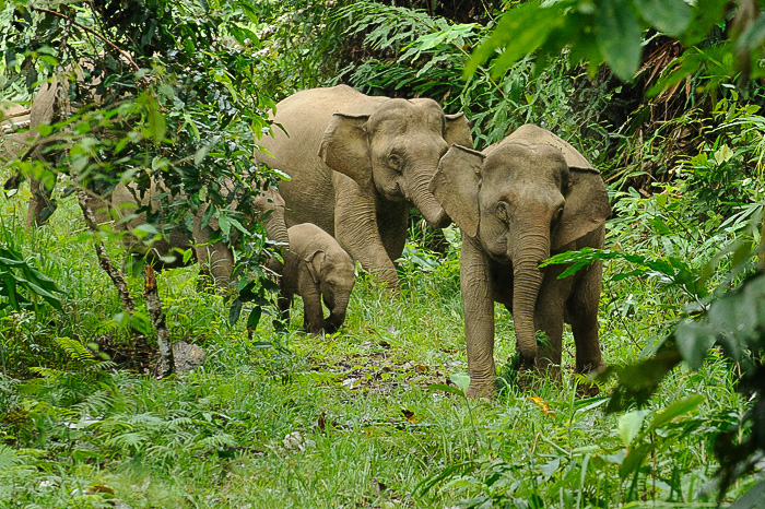 Disappearing fast: Wild elephants in Malaysian Borneo