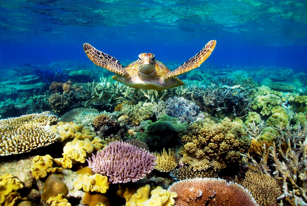 Australia's most iconic ecosystem, imperiled by pollution and sediments from land clearing.