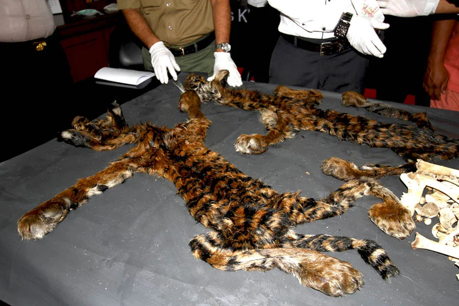 Tiger bust from last week in northern Sumatra