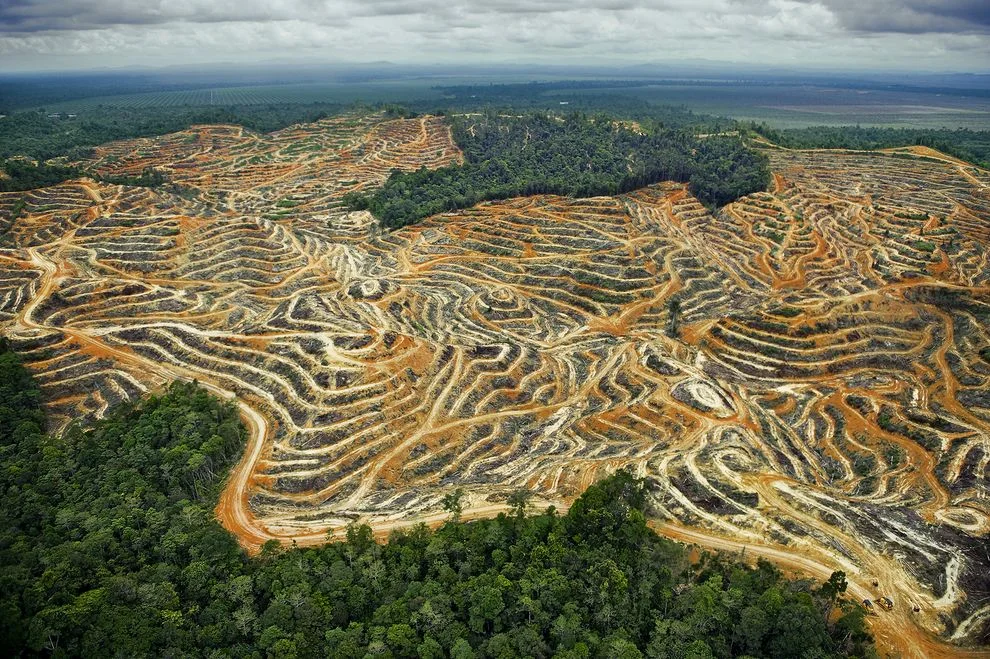 Roads in the wrong places kill more than wildlife; they kill forests too.