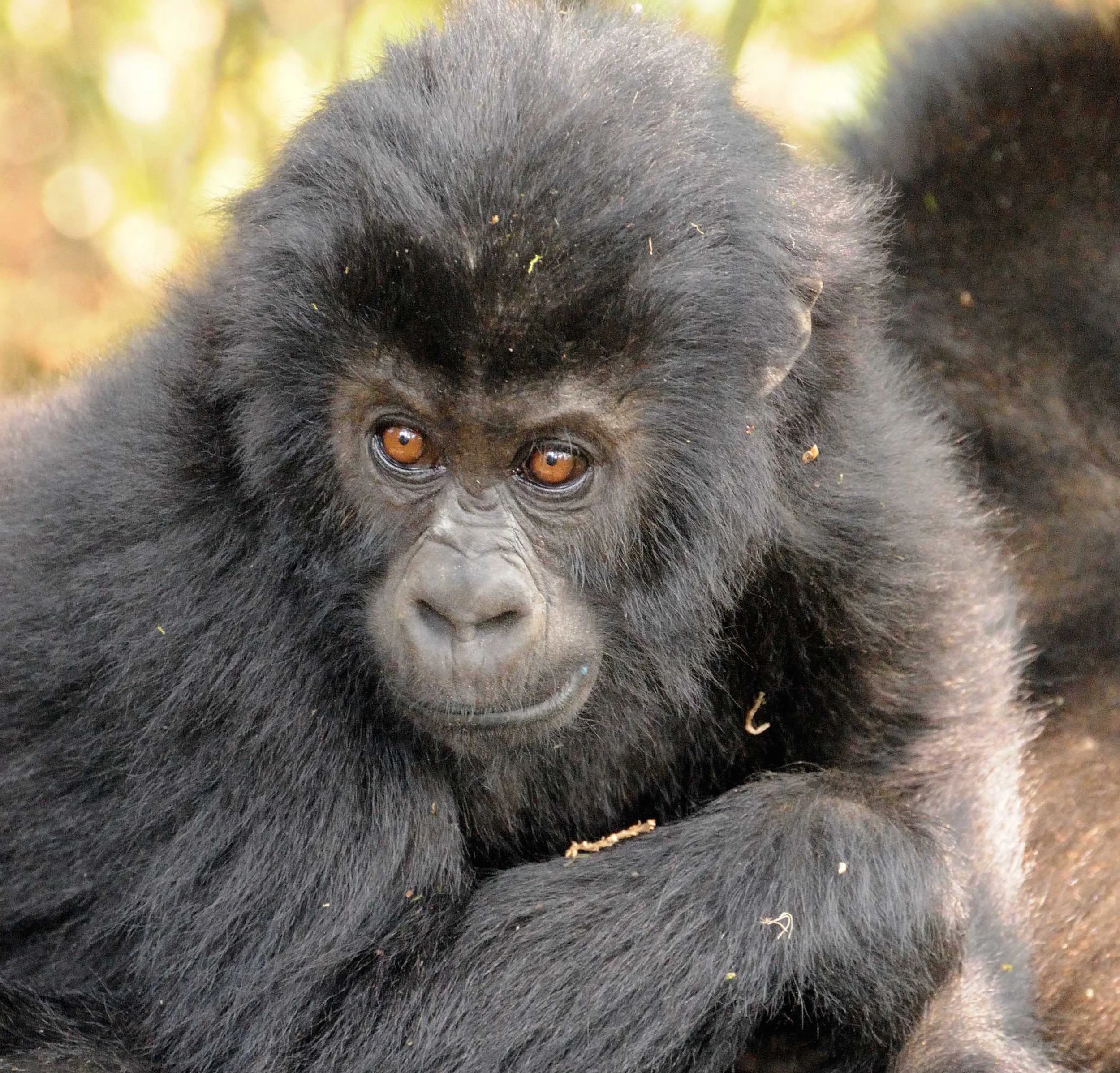 Juvenile gorillas have long-term bonds with their mother (photo by Andrew Plumptre)