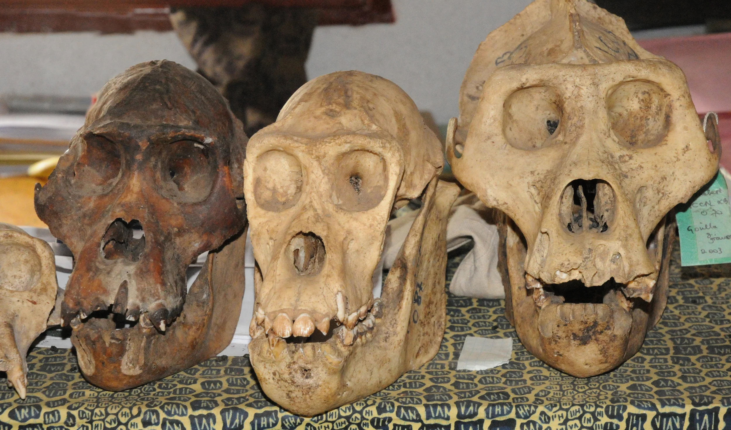 Gorillas killed by illegal poachers (photo by Andrew Plumptre)